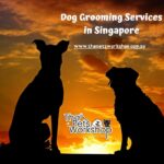 Dog Grooming and Dog Spa