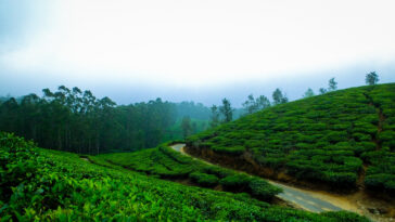 ooty place