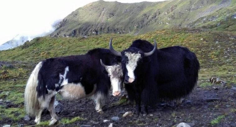 kanchenjunga vd n 850x460 1