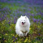 The Ultimate Guide to Bernese Mountain Dog Puppies: Temperament, Care, 21 images 1 2