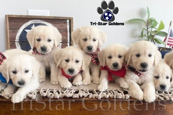 golden retriever puppies near me 2