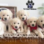 Why Golden Retriever Puppies from TriStar Goldens Are Superior? 21 golden retriever puppies near me 3