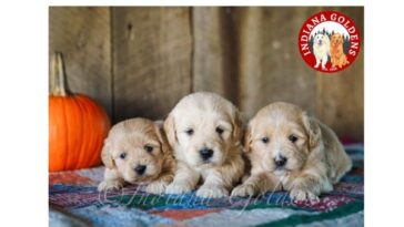 English Cream Golden Retrievers Indiana 1