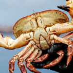 Gold Coast crab catching 1