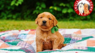 English cream golden retriever puppies for sale 1