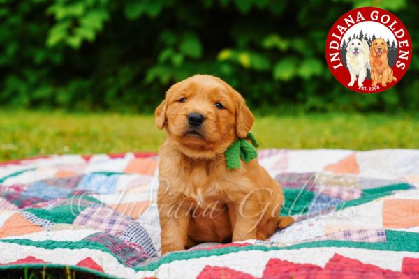 English cream golden retriever puppies for sale