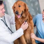Why Amlodipine Besylate is Lifesaver for Dogs with High Blood Pressure 21 photo 2024 09 06 19 23 11