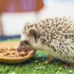 Hedgehog Food: The Best Dietary Options for Your Spiky Pet 21 Screenshot 350