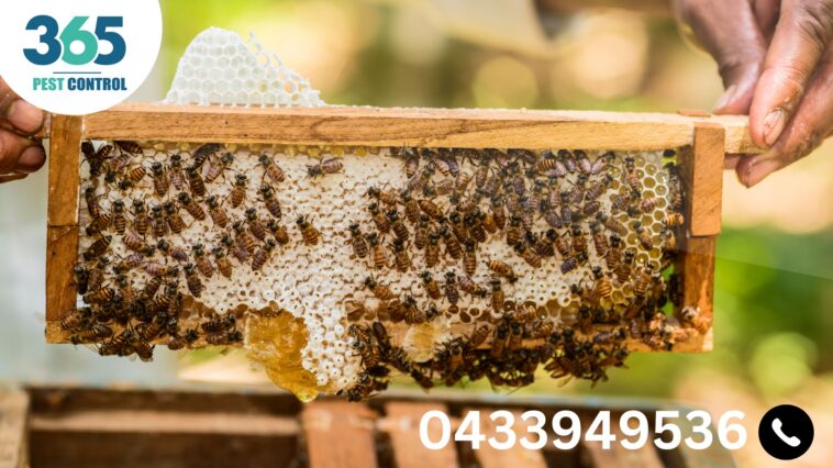 Bees Control in Melbourne: Protecting Your Home and the Environment 1 1 12