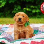 English Cream Golden Retriever: Available Now at Indiana goldens 20 English cream golden retriever puppies for sale 1