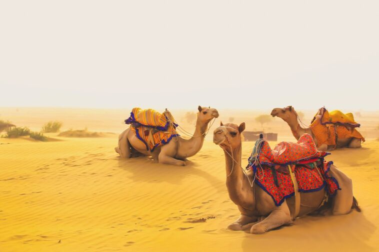 one day jaisalmer local sightseeing tour package private cab header