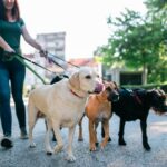 Dog Walking London Ensuring a Happy and Healthy Pup 20 dog walking