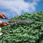 tree branch trimming services philadelphia