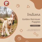 Indiana Golden Retriever Puppies: Top-Quality English Cream Puppies 20 Indiana Golden Retriever Puppies