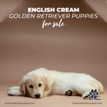 English cream golden retriever puppies for sale: Champion-Bred 20 English cream golden retriever puppies for sale
