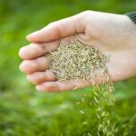 Weed Control Services