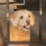 Pet Proof Screen Door