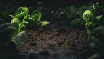 lianhao qu vEwJr5UY1Lc unsplash 1