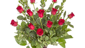 2952 My Valentine HirdJ 4