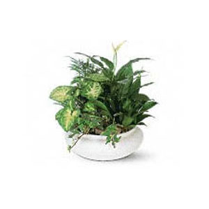 Green and Blooming Plants for You at FlowerWorks 1 large dish garden2