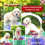 Indiana Goldendoodle Puppies for sale: Hypoallergenic Mini Doodles 21 Indiana Goldendoodle Puppies for sale