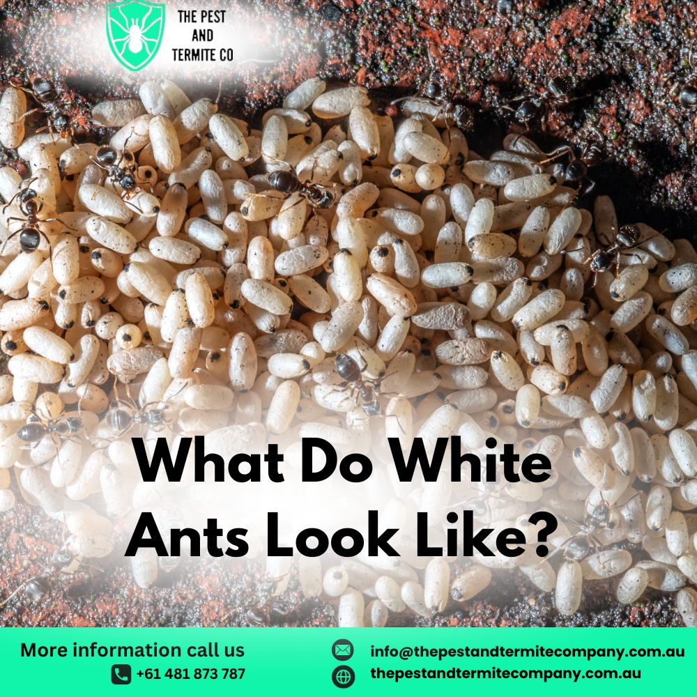 What Do White Ants Look Like