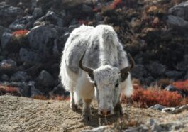 puskal kafle xd6F0yzerjE unsplash