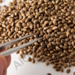 Cannabis Near Me: Explore Local Shops and Delivery Options for Premium 17 Semillas White Yoda Auto 768x512 1