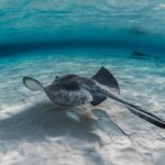 Baja Whale Shark: The Best Whale Shark Tour In Cabo 21 closeupshotstingrayfishswimmingunderwaterwithsomefishswimmingit18162414893